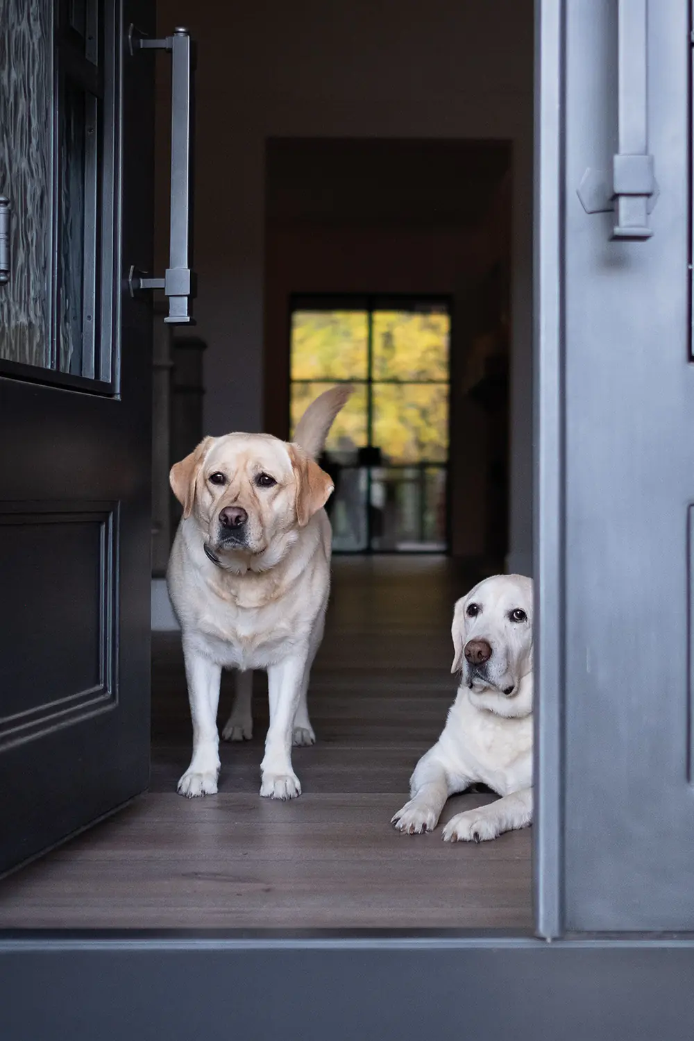 fenster koennen mehr tueren haustuer hunde